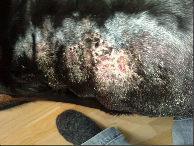 Kari Anne sin hundeblogg Calcinosis Cutis, eller forkalkning i huden.